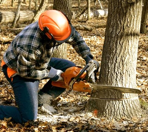 Tree Removal in Irons, MI